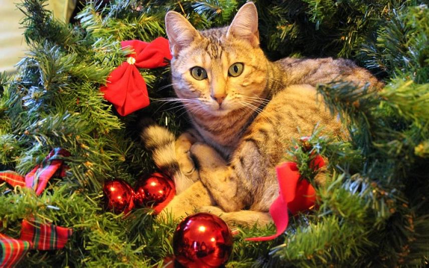 Veel kerstplanten zijn giftig voor je kat  Dier Recht