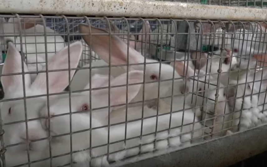 insect schelp doe niet Einde konijnenhel dankzij CIWF-campagne | Dier&Recht