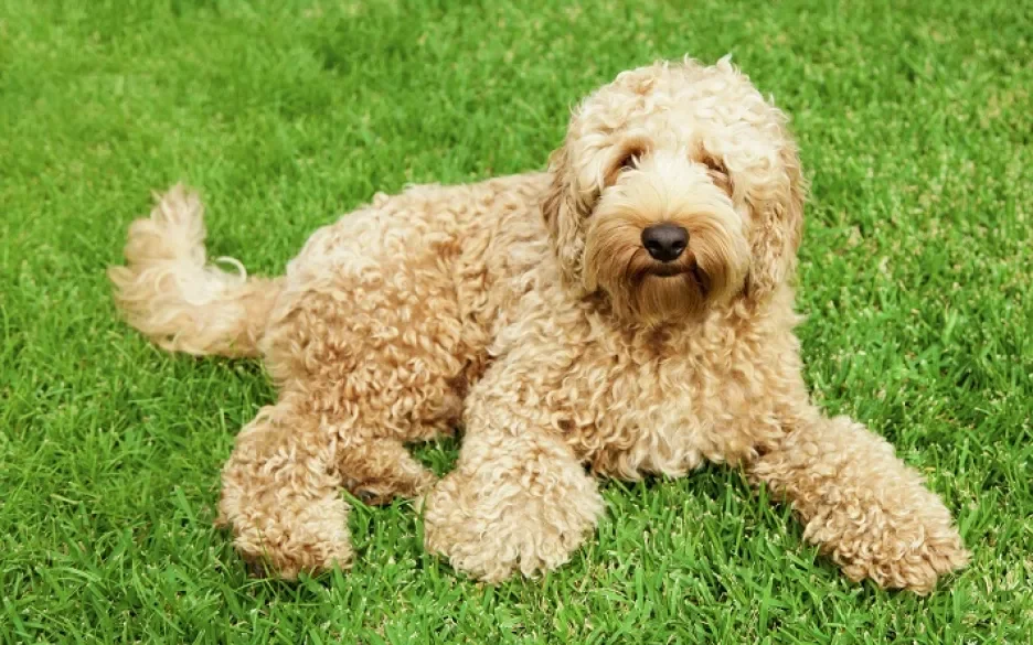 Labradoodle