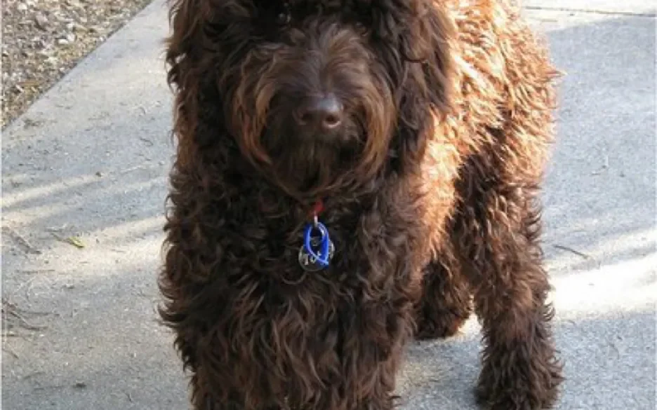 Labradoodle