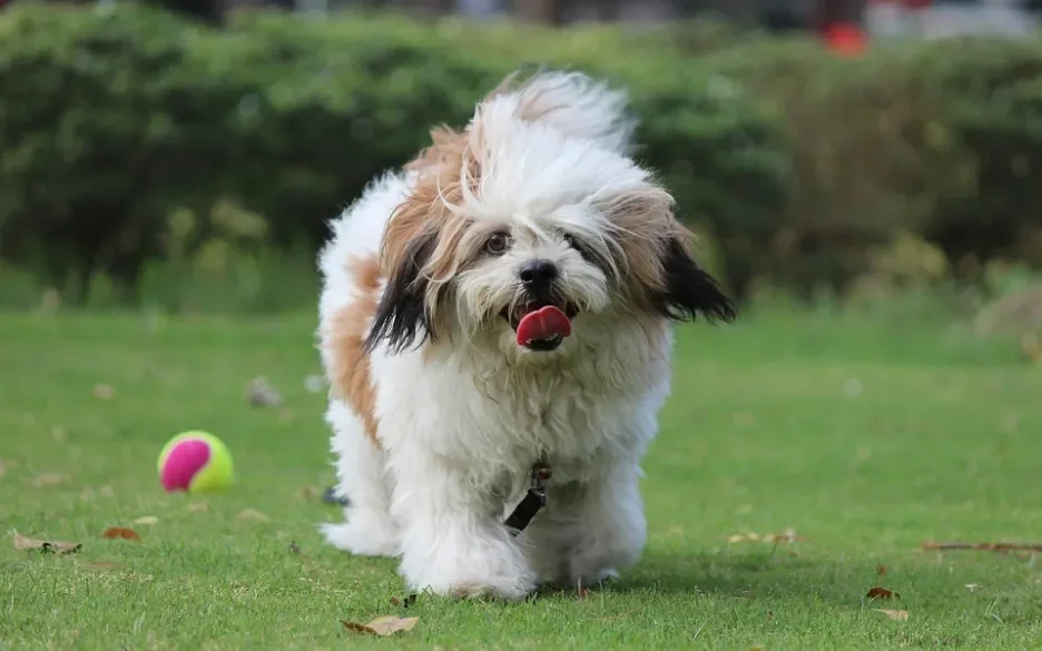 Lhasa Apso