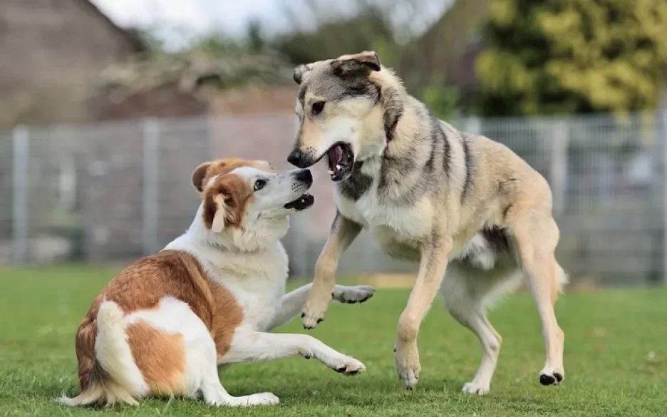 Honden Lizzy en Mylo