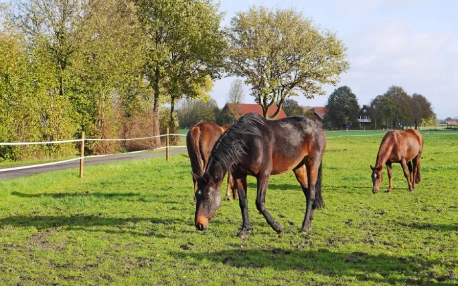 Manegepaarden