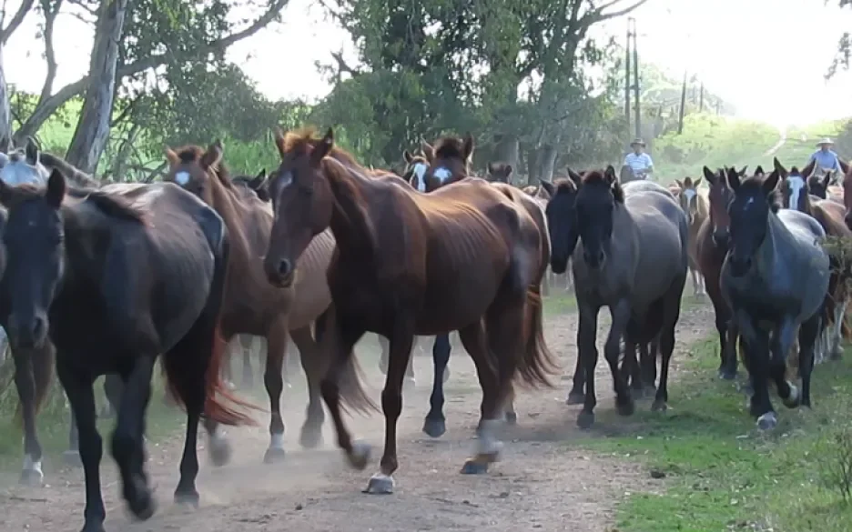 Paarden