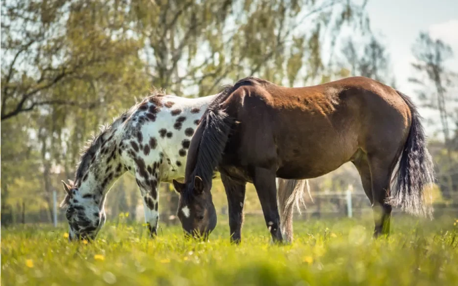 Paarden in de wei