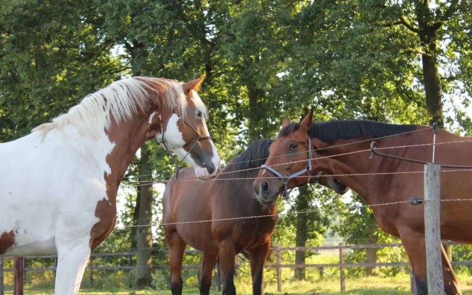 Paarden onder de bomen