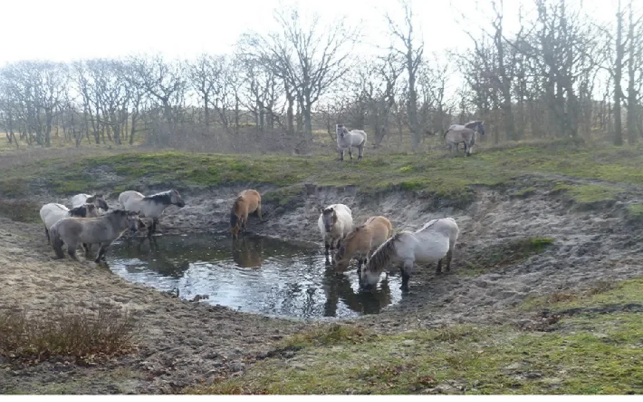 Paarden in de wei