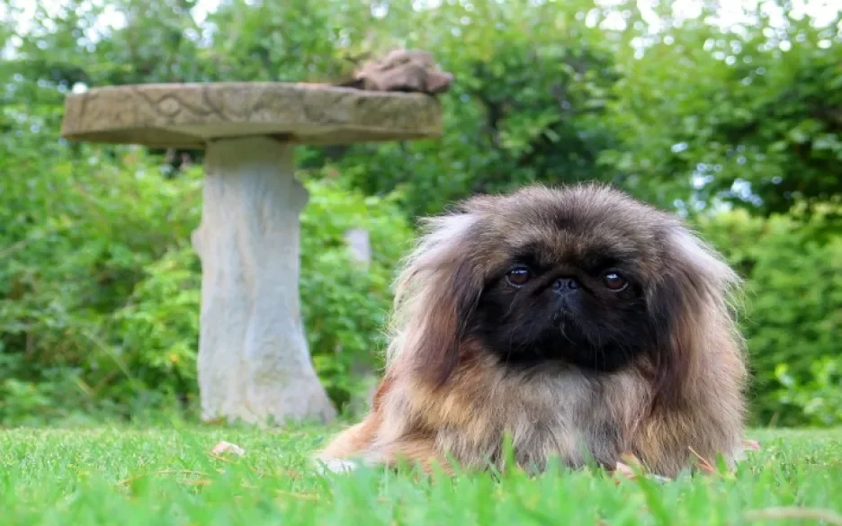 Pekingees