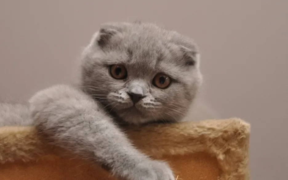 Scottish Fold