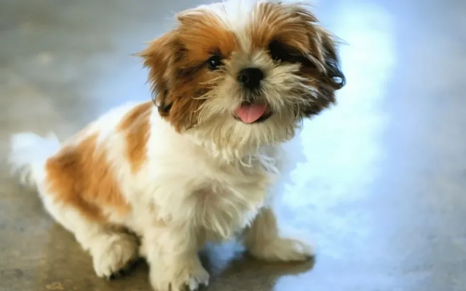 Shih Tzu