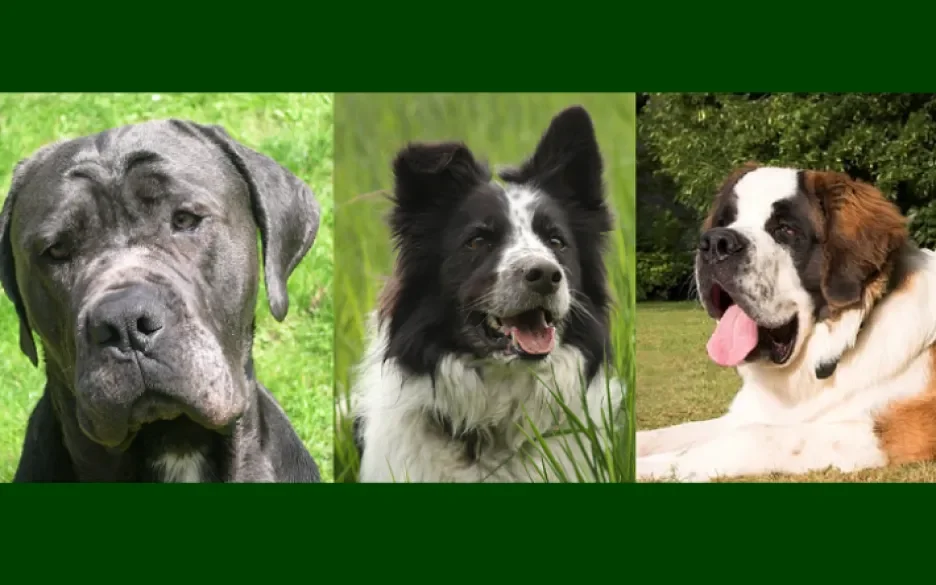 Sint Bernard, Border Collie of Cana Corso