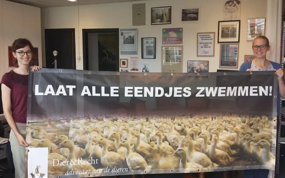 Spandoek eenden