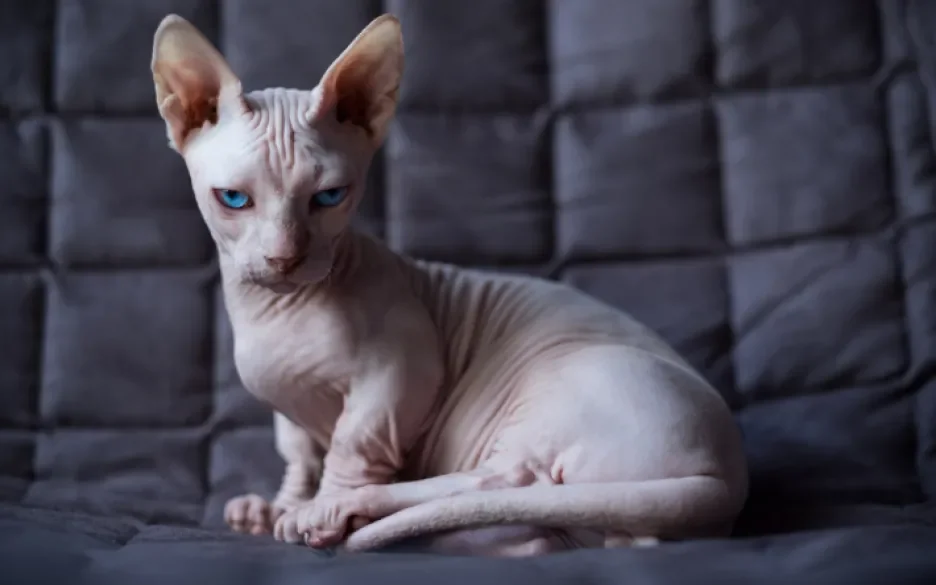 Bambino Sphynx