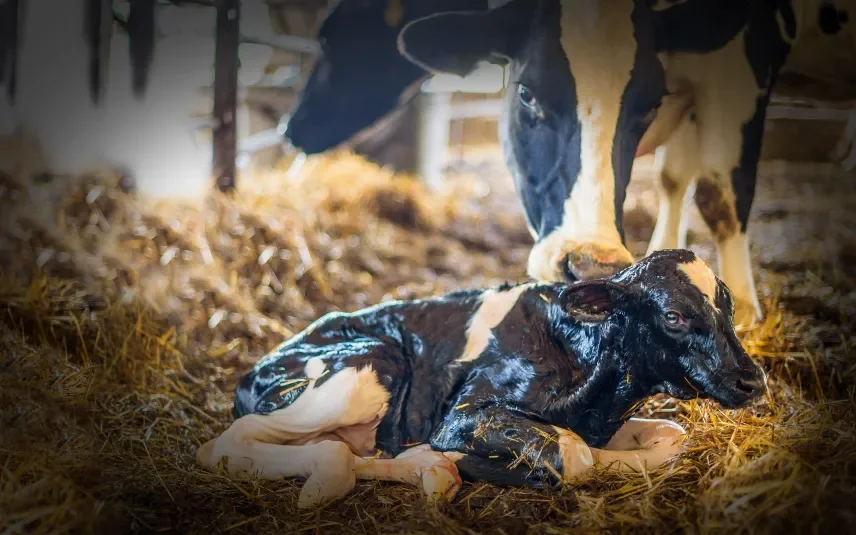 Stop de slacht van hoogzwangere dieren