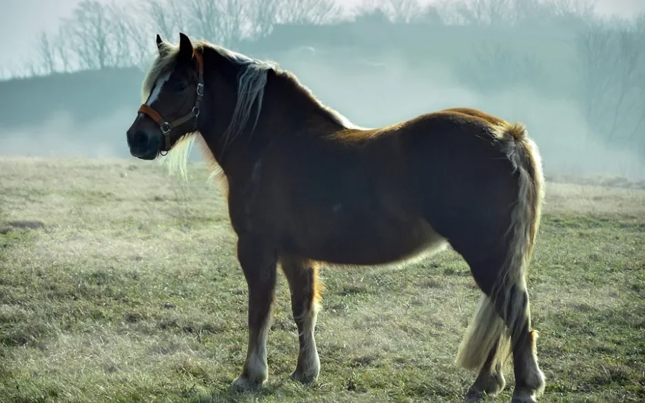 Tedik paard