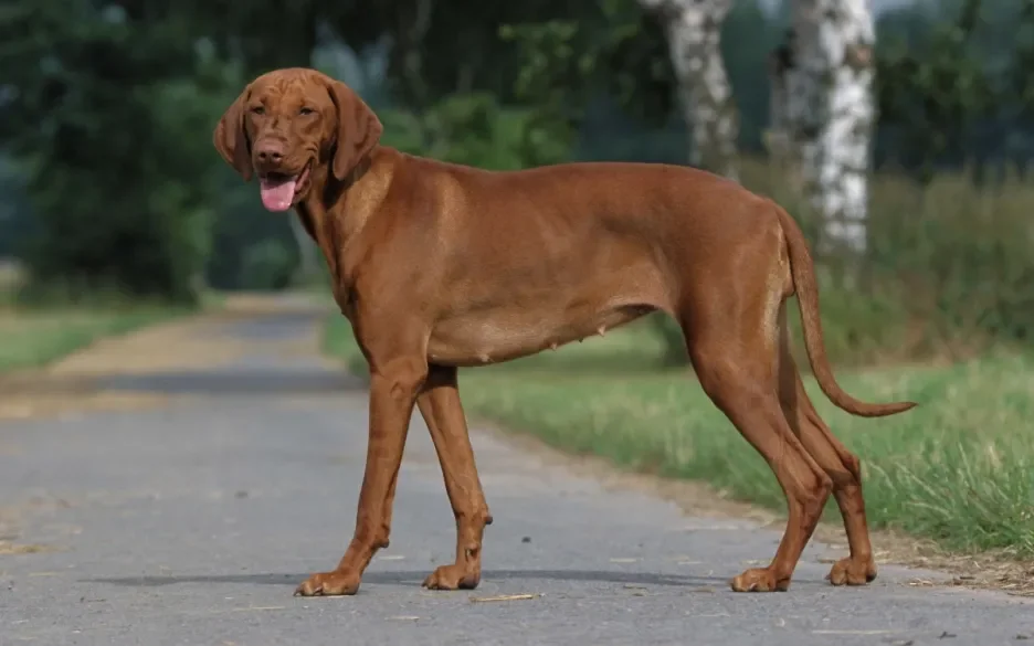 Vizsla