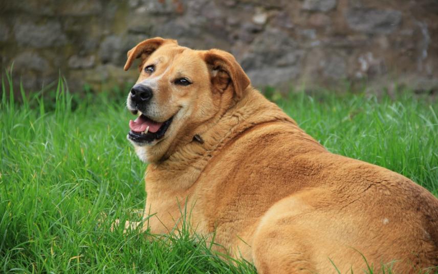 Entertainment in het geheim bord Overgewicht bij honden een zwaar probleem | Dier&Recht