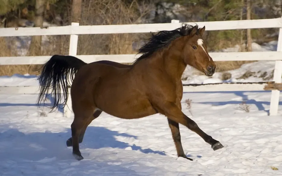 Paard in de sneeuw