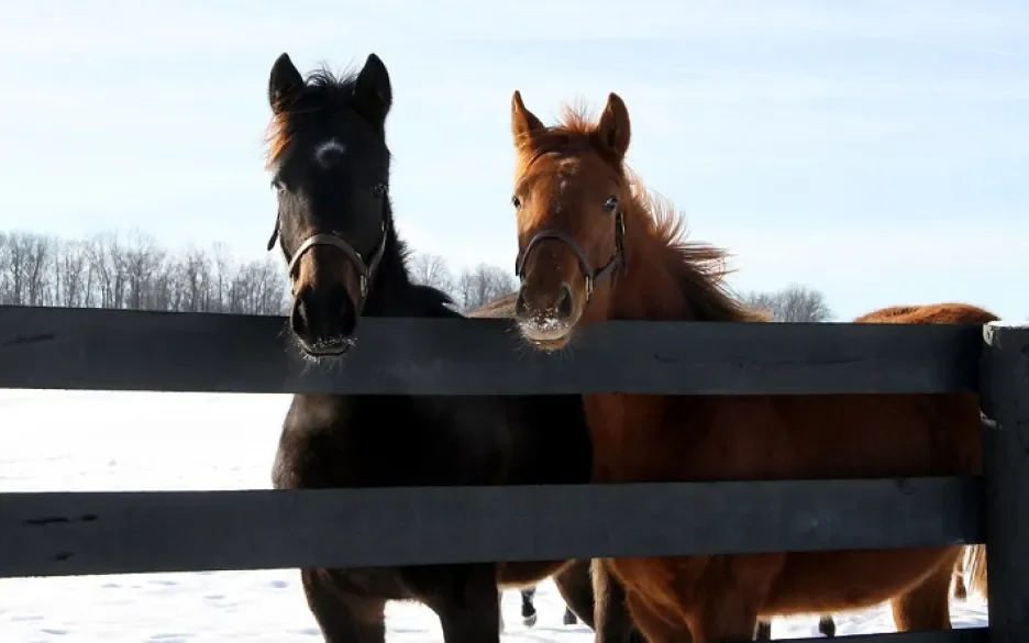 Paarden in de sneeuw