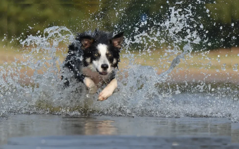 Bordercollie