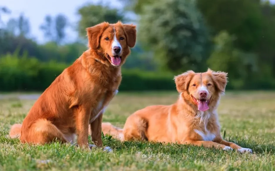 Tollers