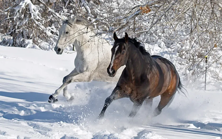 Winterpaarden