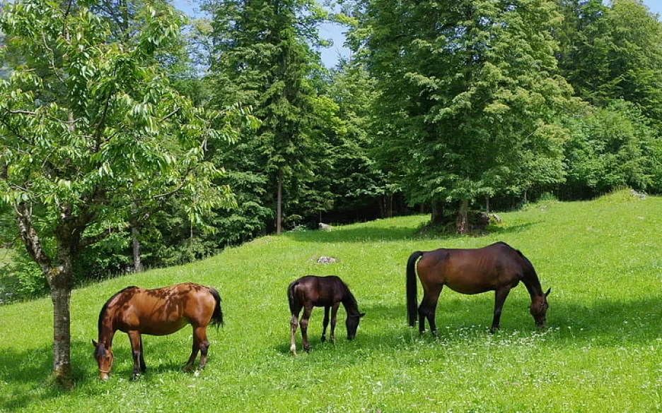 Paarden in de wei