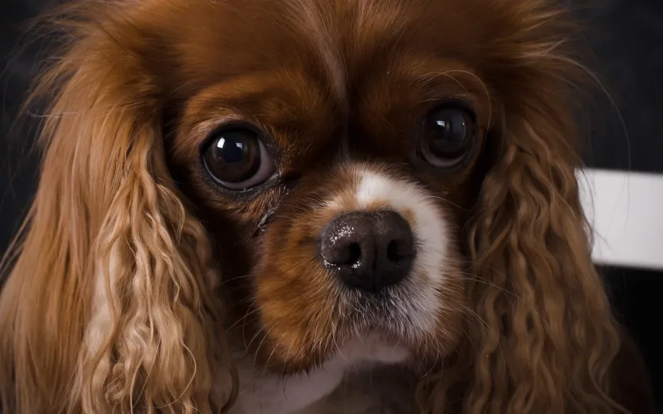 Cavalier king charles spaniël