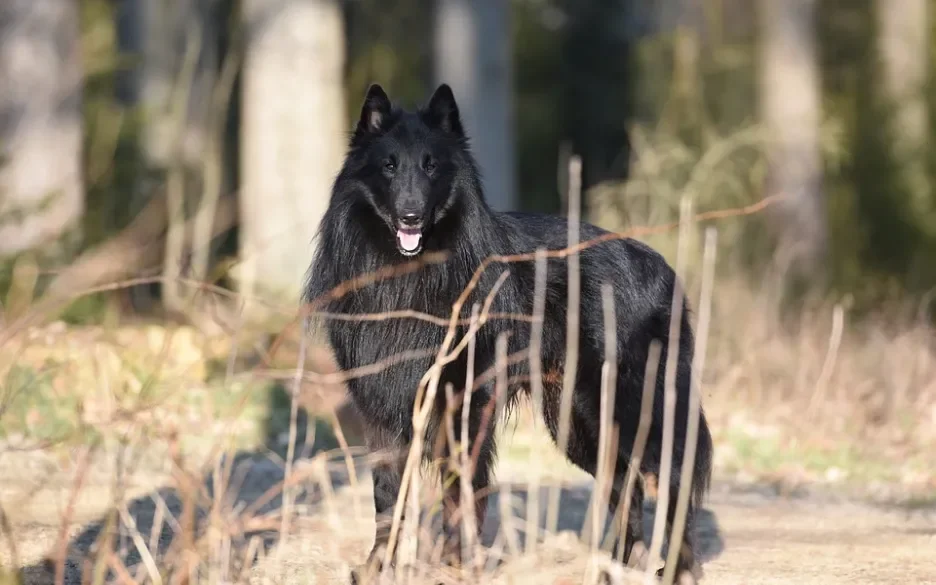 Belgische herdershond / groenendaeler