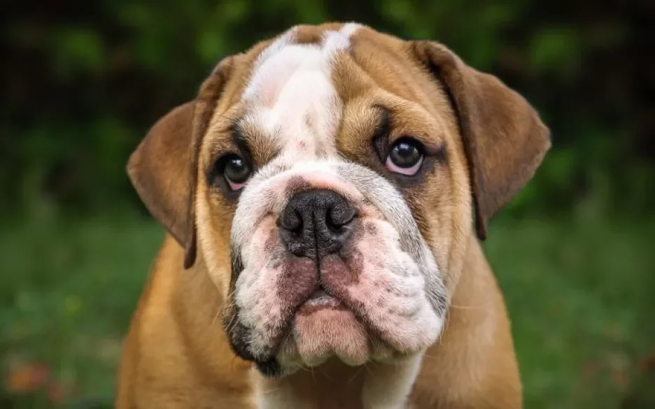 Bulldog