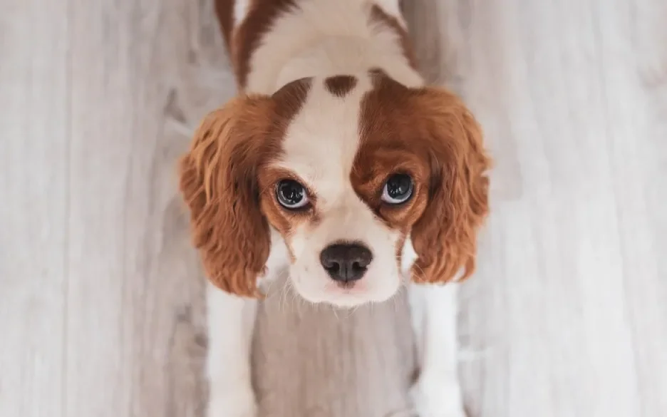 cavalier king charles-spaniël