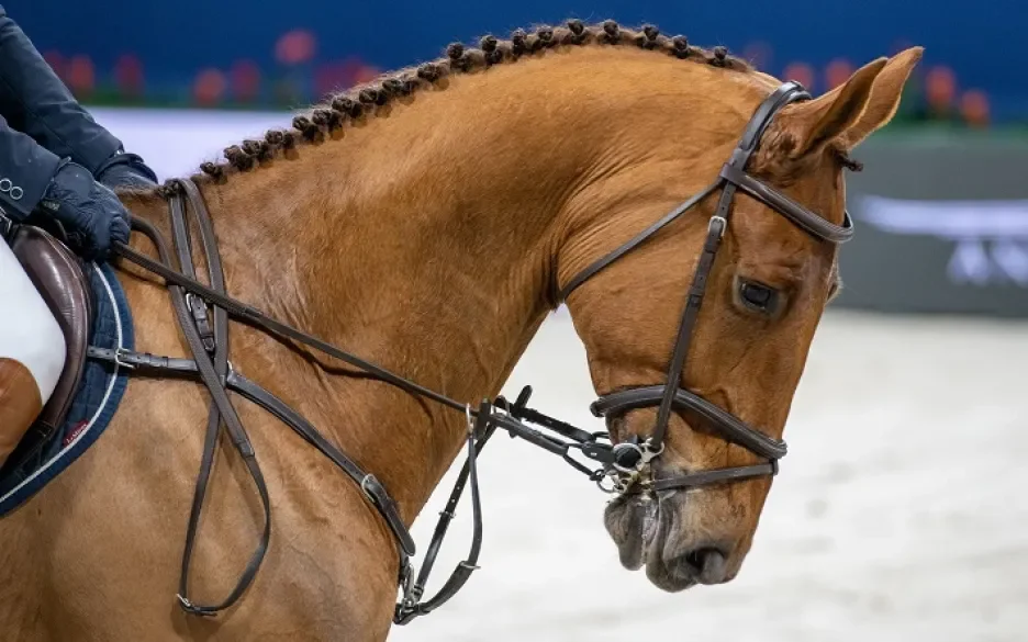 paard met bit op Jumping Amsterdam