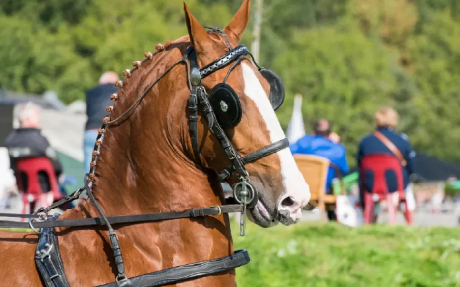 Wedstrijd van de aangespannen sport