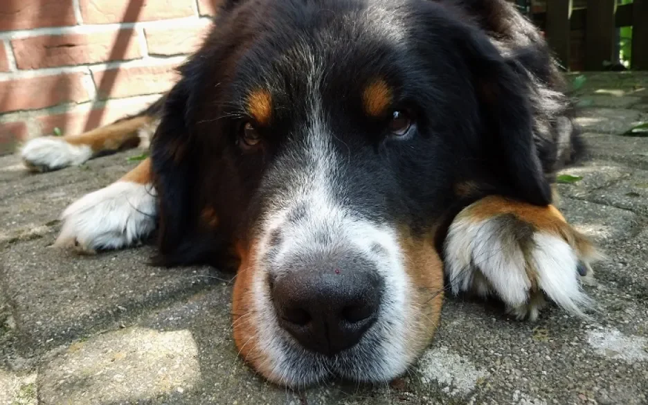 Berner sennenhond