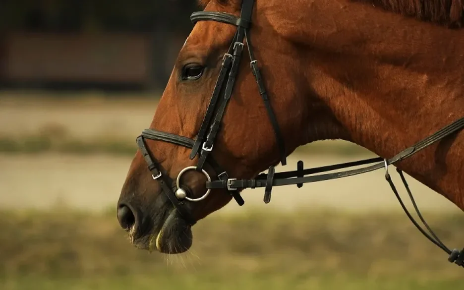 paard met bit