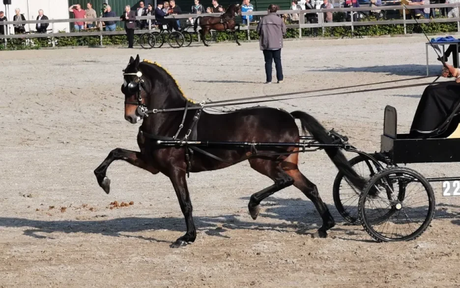 wedstrijd aangespannen sport in Houten