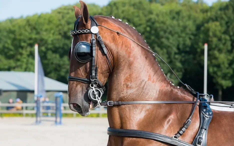 paard op op wedstrijd aangespannen sport