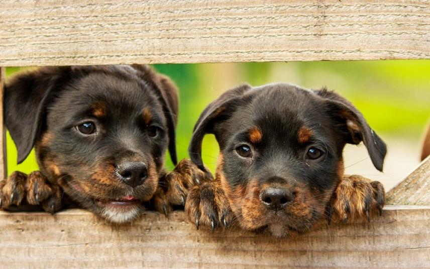 samenwerken daarna Verplicht Puppy's gezocht voor de strijd tegen de illegale hondenhandel | Dier&Recht