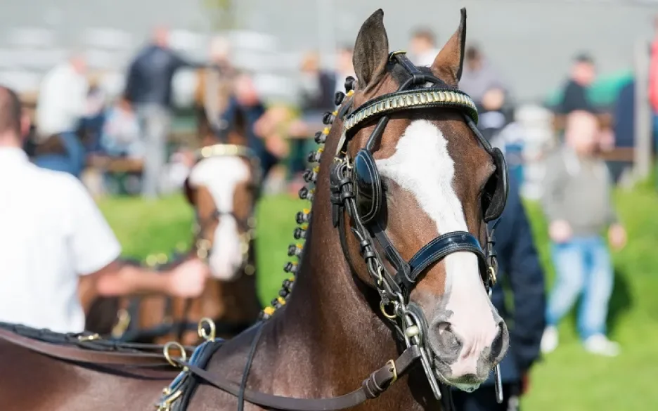 tuigpaard zonder tastharen