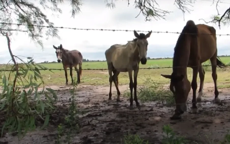 verwaarloosde paarden in Argentinië