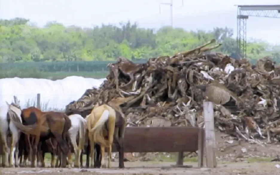 Argentijnse paarden voor een stapel karkassen