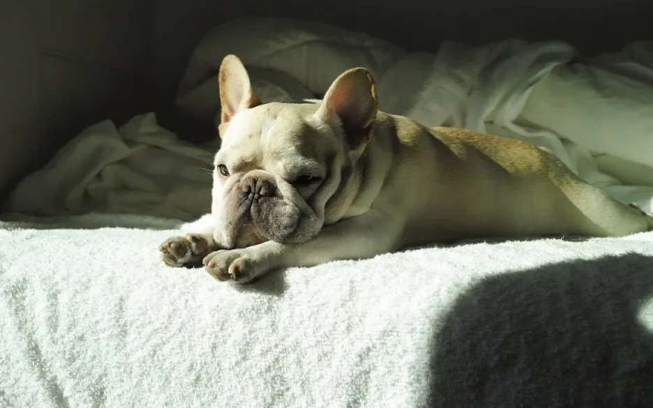 Marktplaats draagt bij aan het leed van kortsnuitige honden