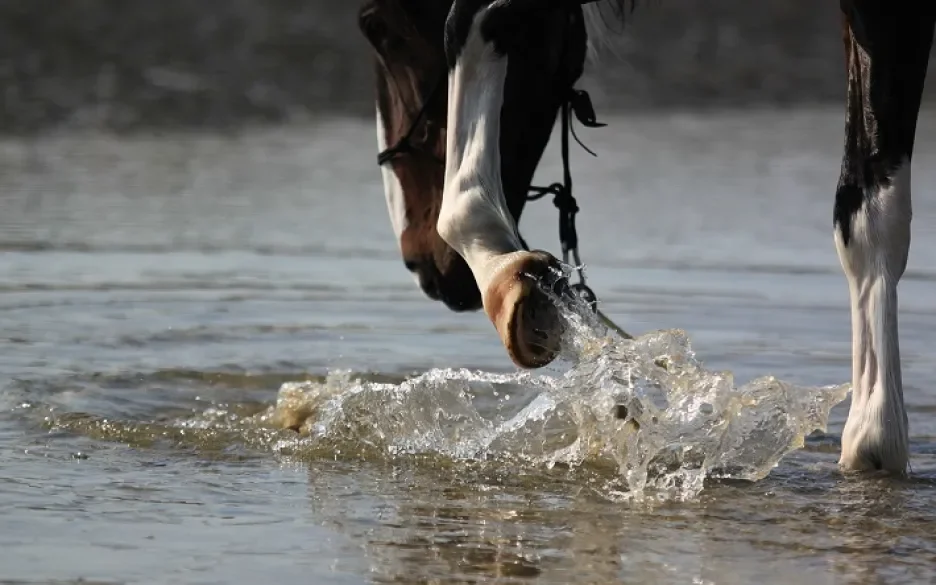 rotstraal paarden