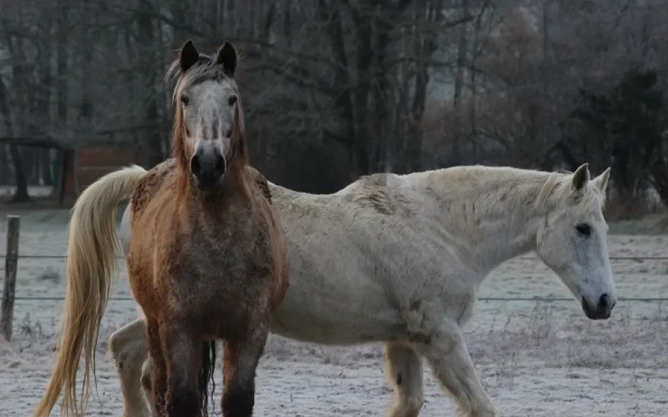 paarden buiten in de winter