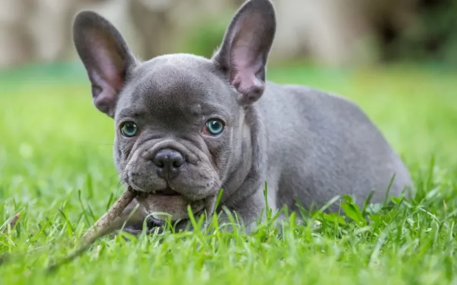 blue french bulldog