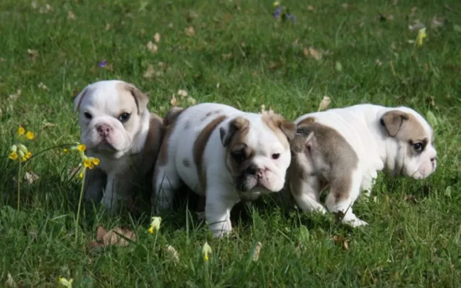 bulldog pups