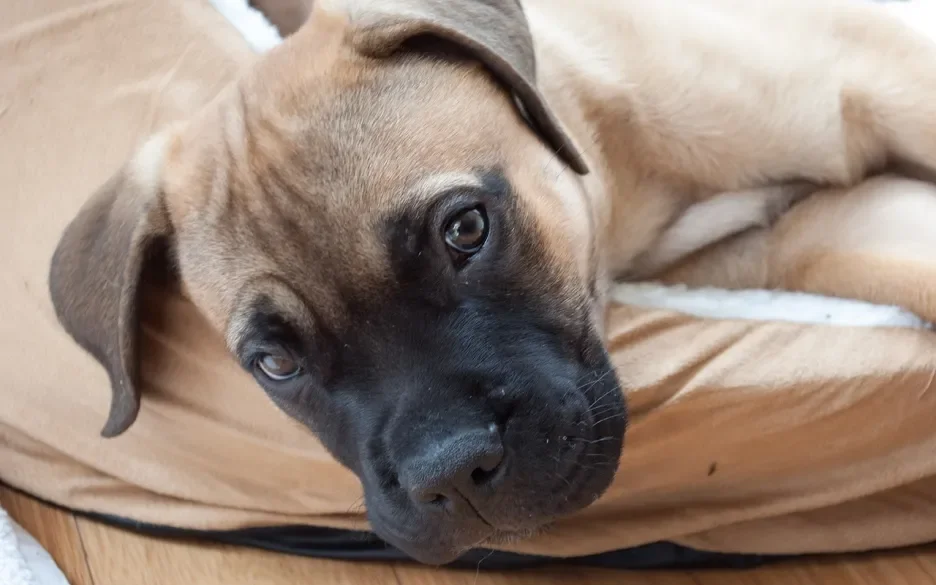 puppy mastiff