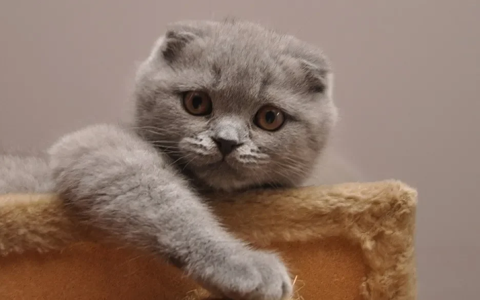 Scottish fold kitten