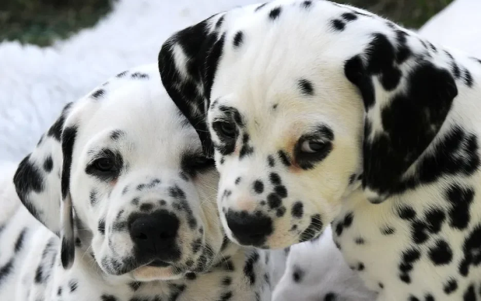 Dalmatiër pups