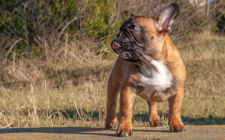 franse bulldog